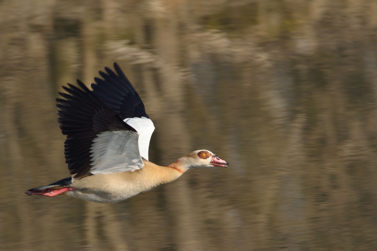 Nilgans