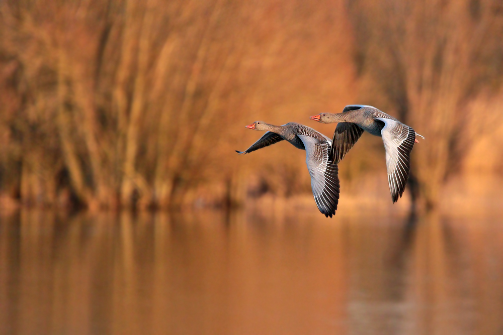 Graugänse im Flug