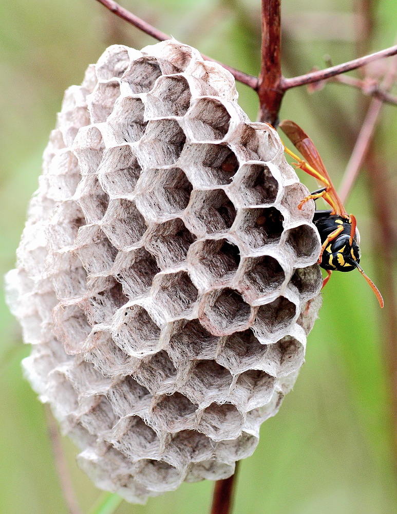 Heidewespenkönigin am Nest