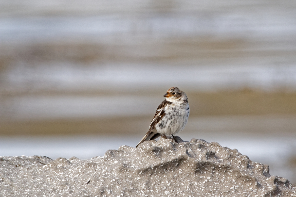 Schneeammer (Plectrophenax nivalis)