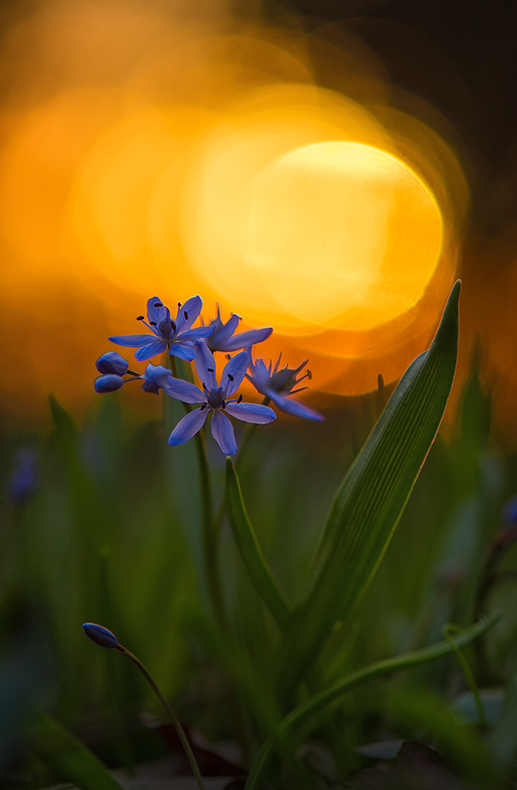 Scilla bifolia