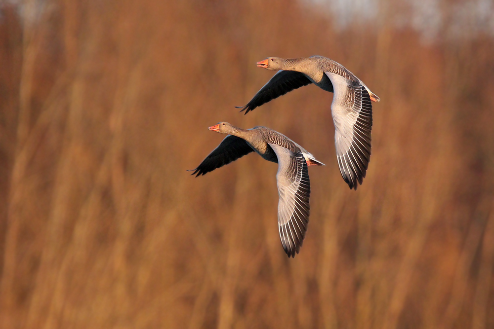 Graugänse im Flug