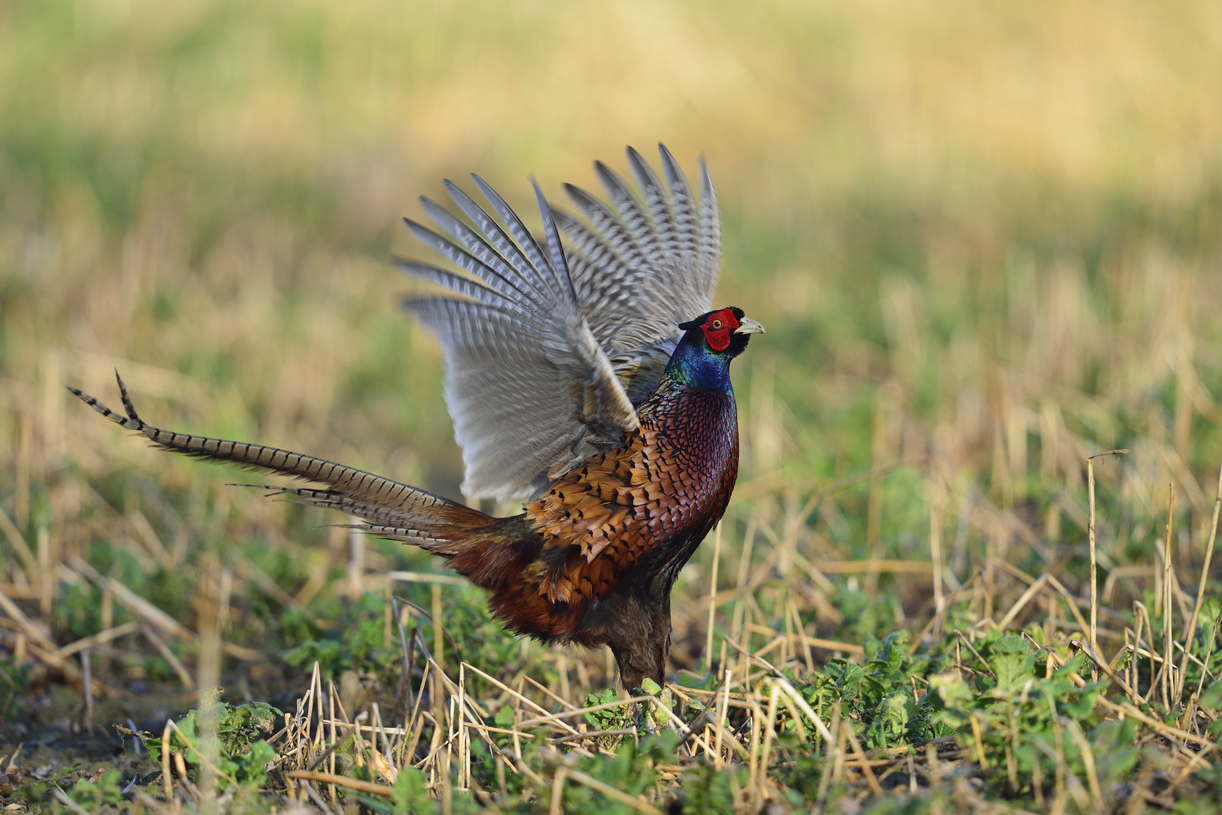 Fasanenhahn (Phasianus colchicus)