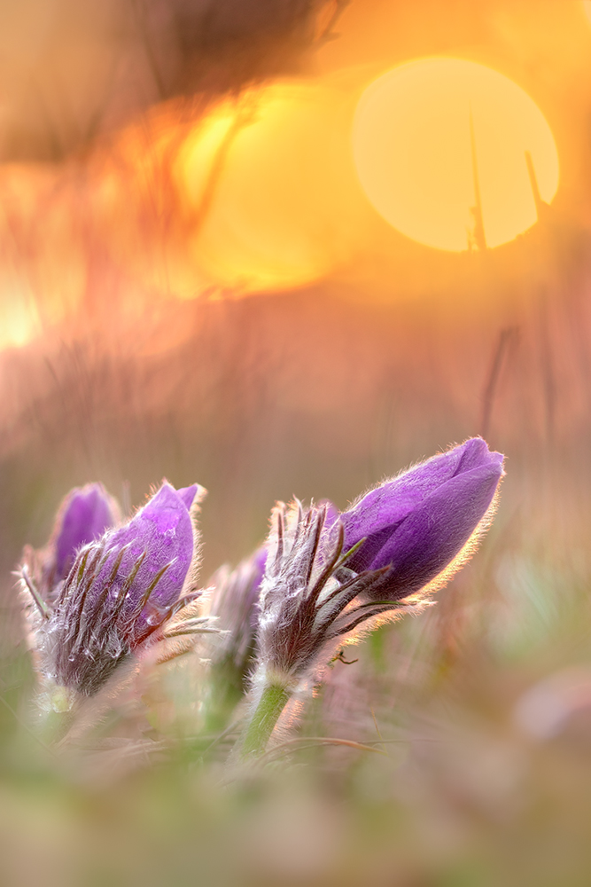 Kuhschellen bei Sonnenaufgang