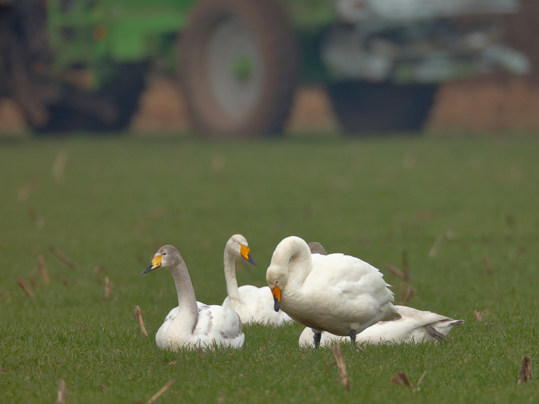 Landwirtschaft...