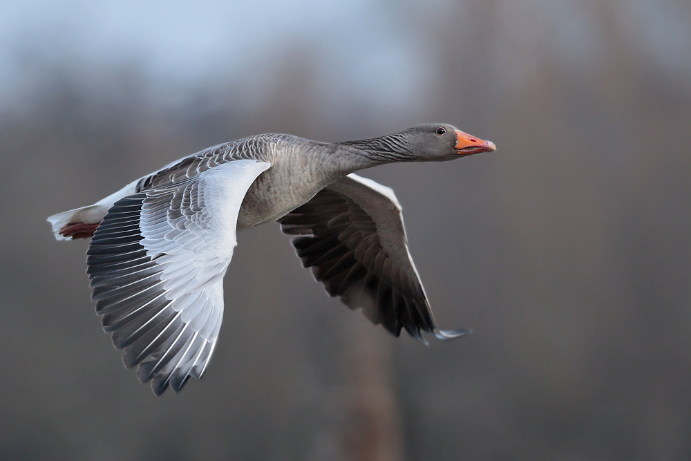 Graugans im Flug