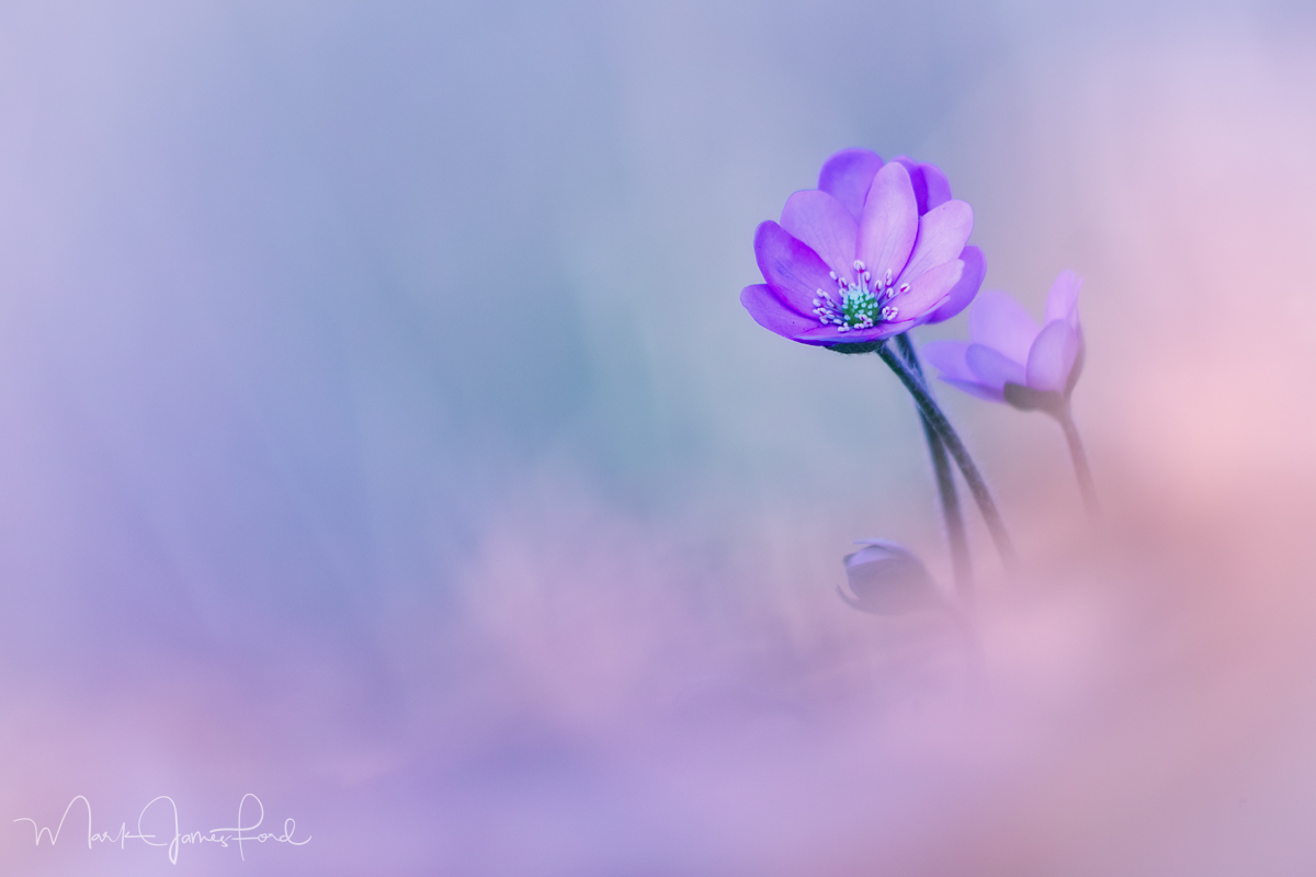 Hepatica Blues