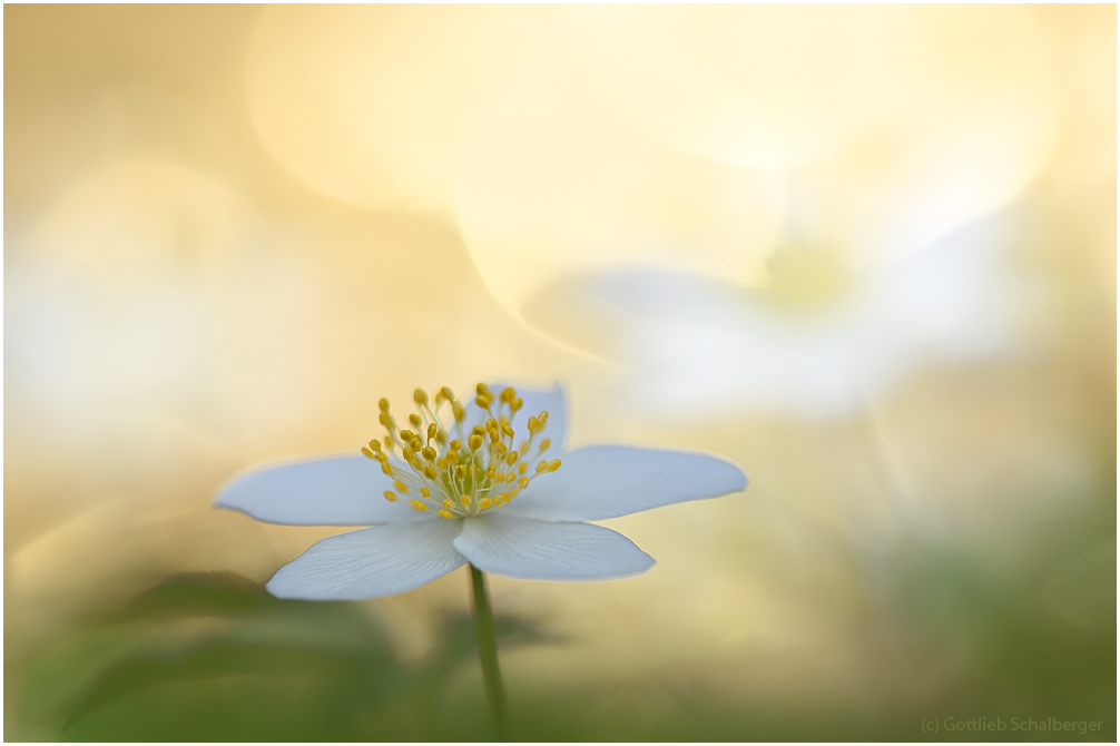 Anemone nemorosa 1/2017