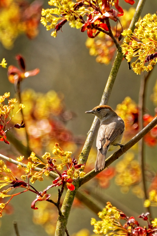 Mönchsgrasmücke (Sylvia atricapilla)