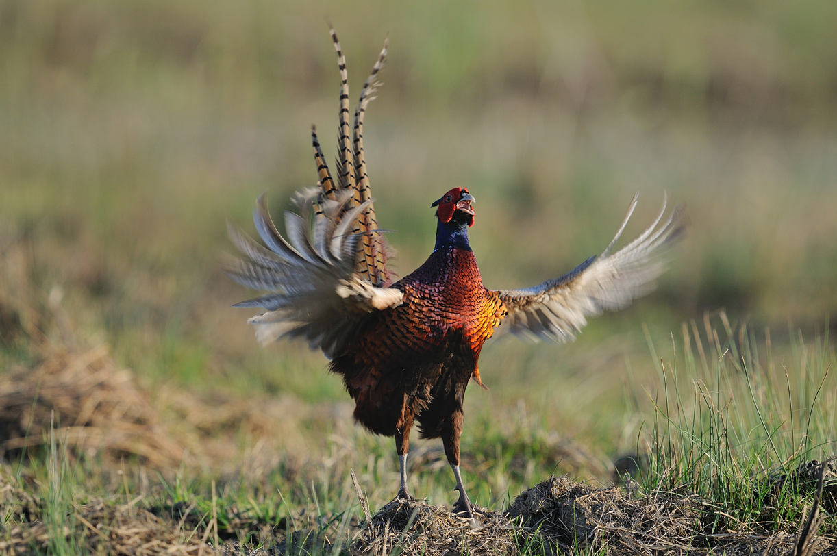 Fasanenhahn (Phasianus colchicus)