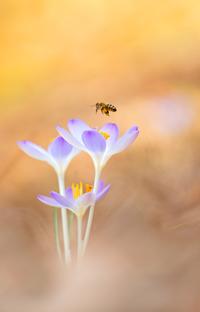 Frühling im Anflug