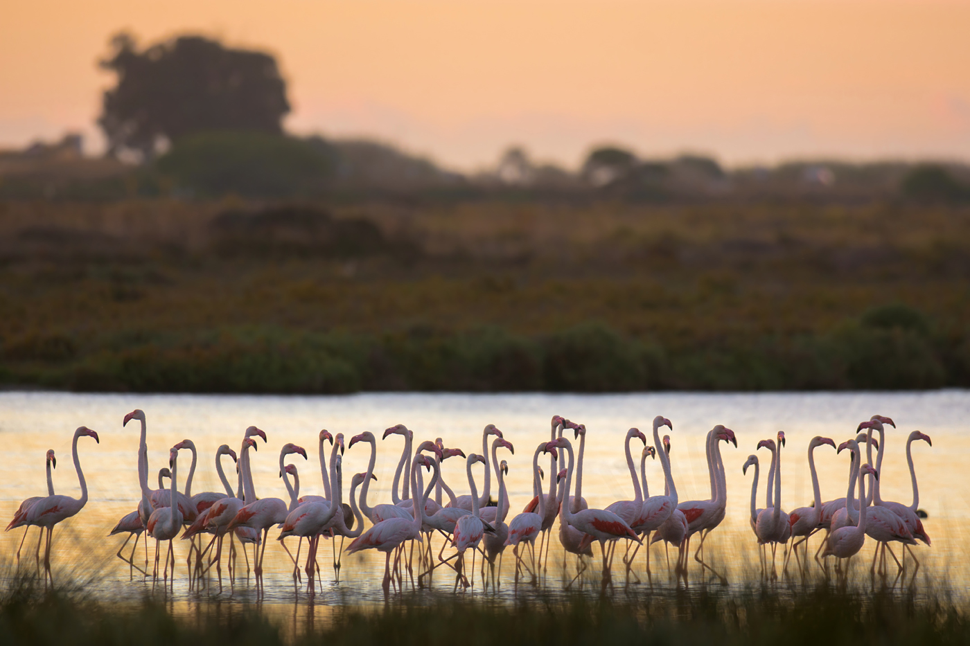 flamingos