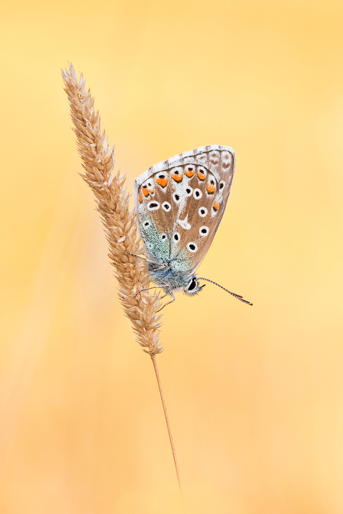 Karamellbonbon (Polyommatus bellargus)