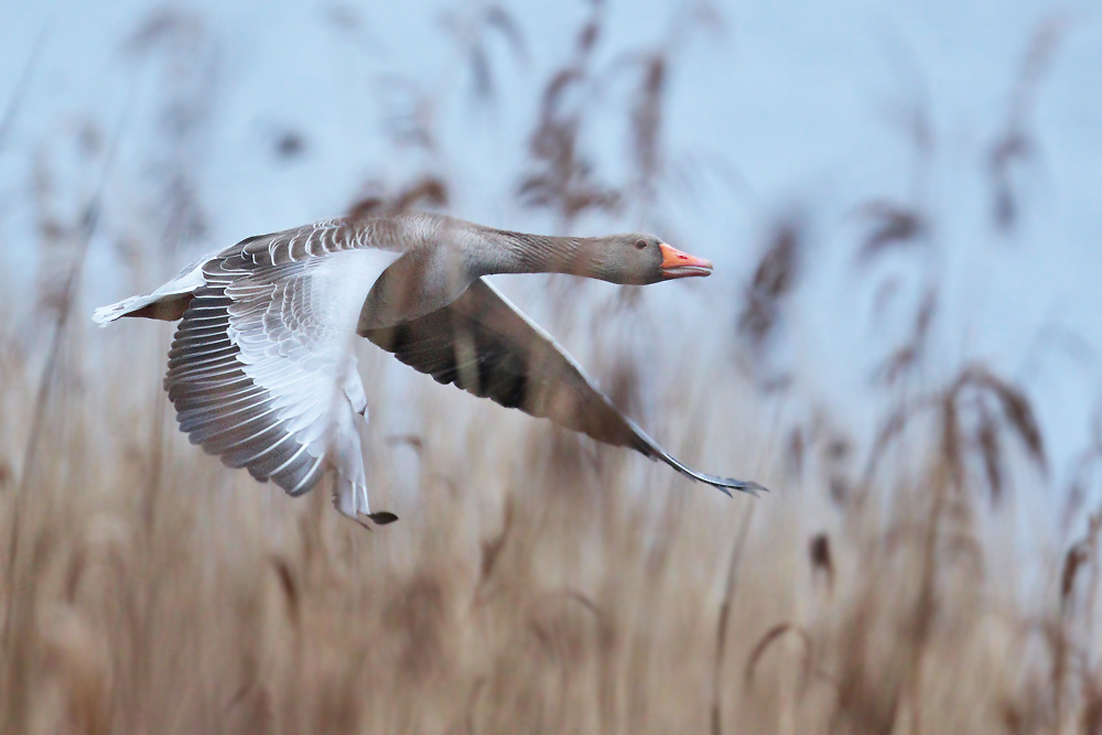 Graugans im Flug