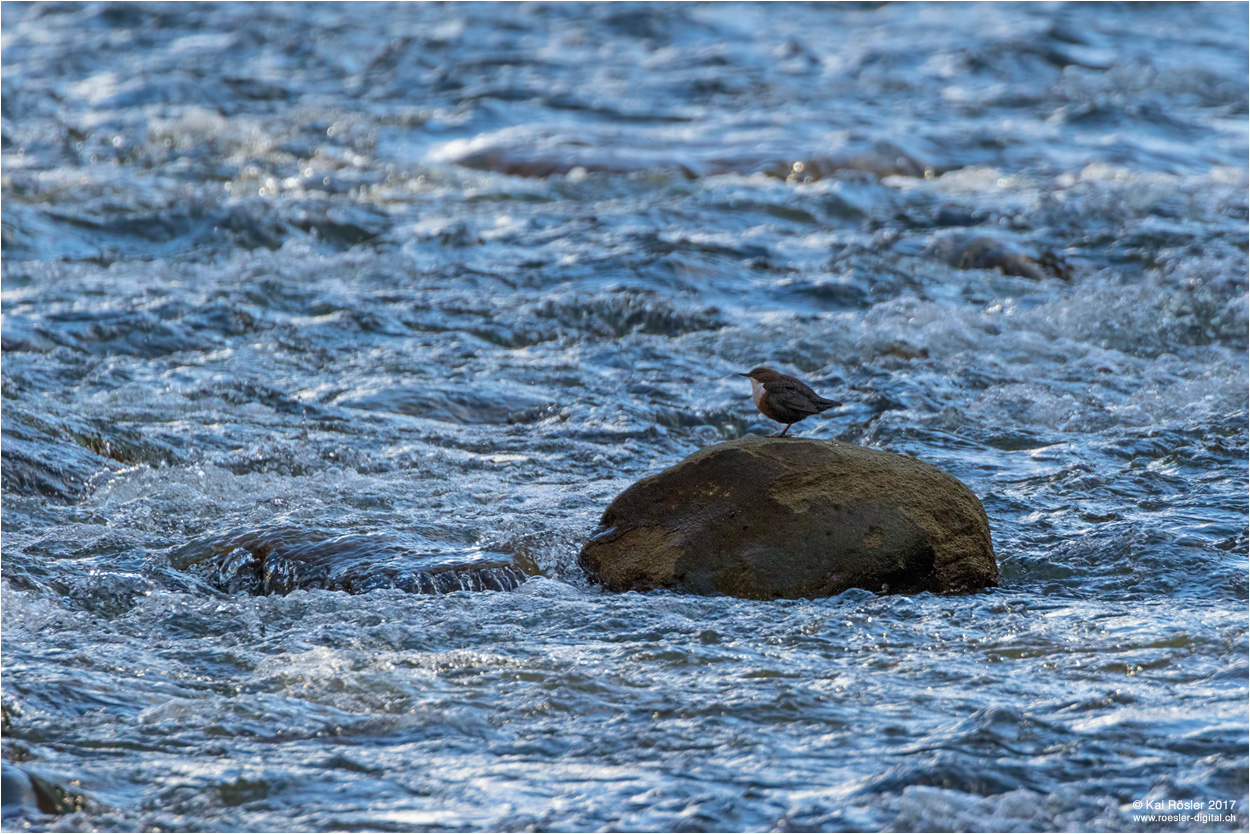 Wasseramsel