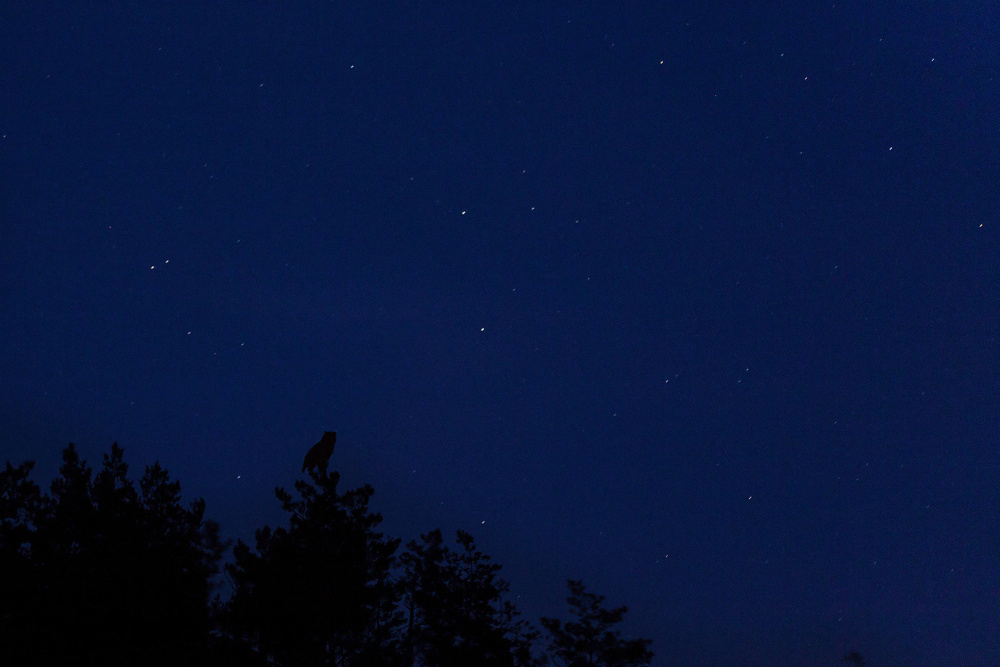 Uhu in der Nacht