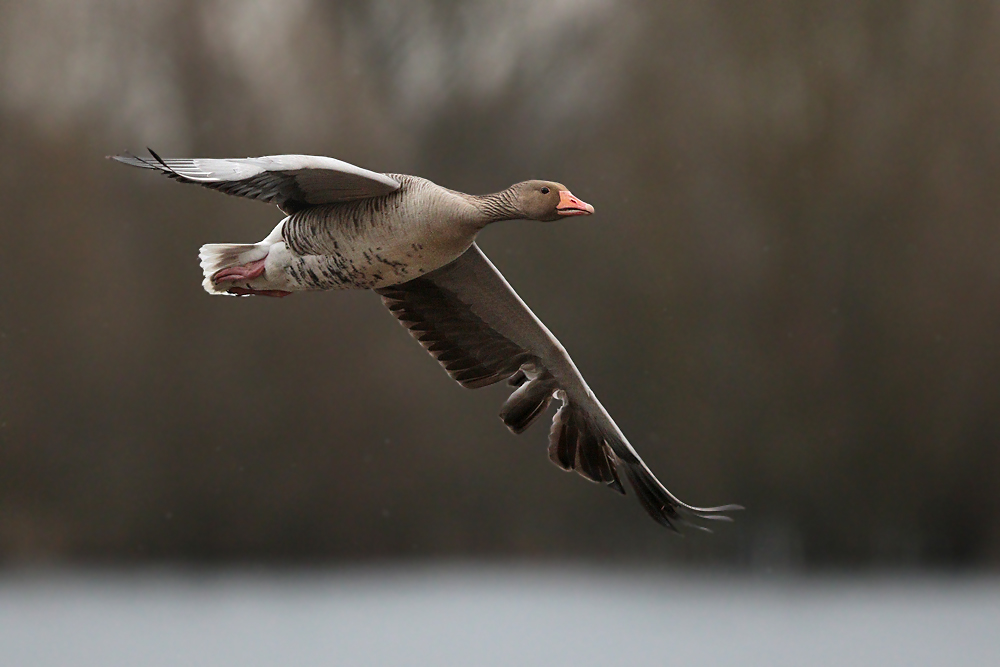 Graugans im Flug