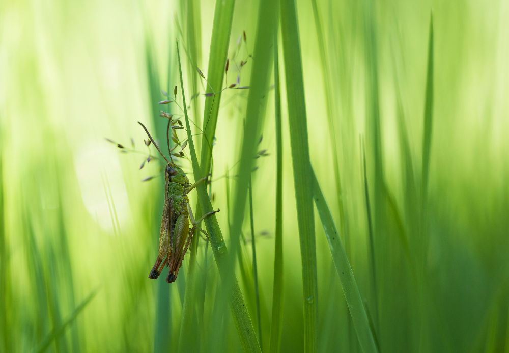 tief im Gras