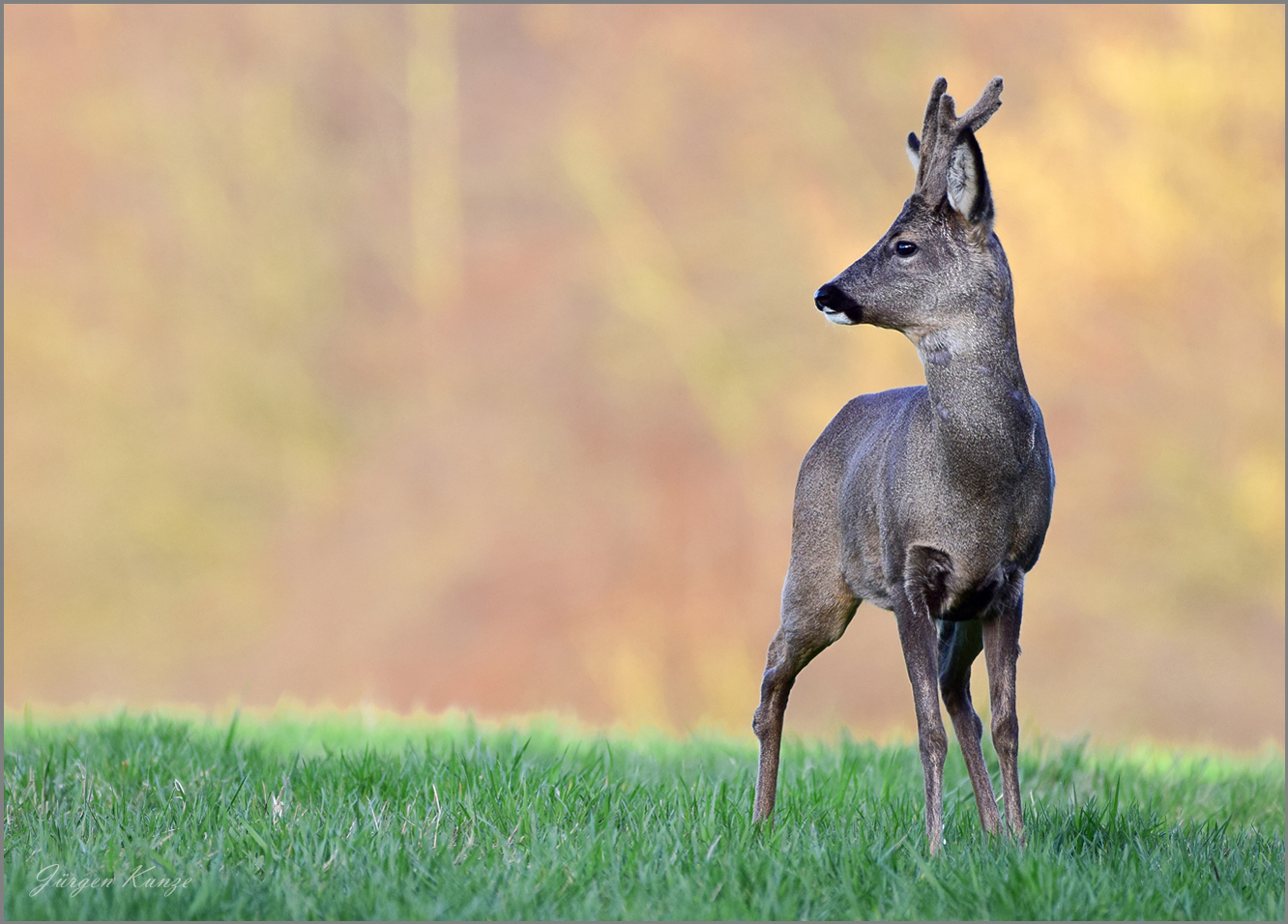 Bock im Bast