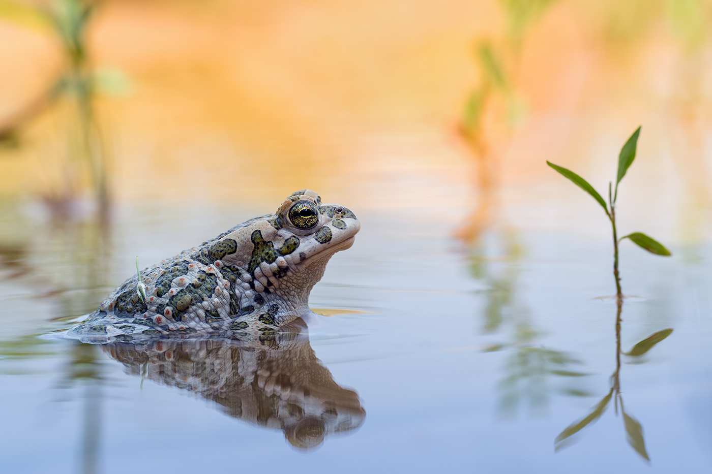 Wechselkröte mit Spiegelung