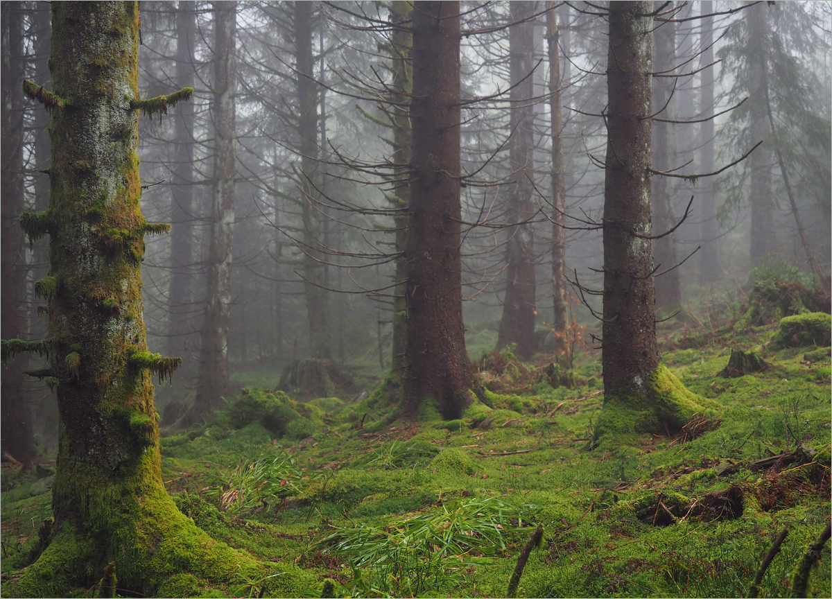 Bannwald (Forum für Naturfotografen)
