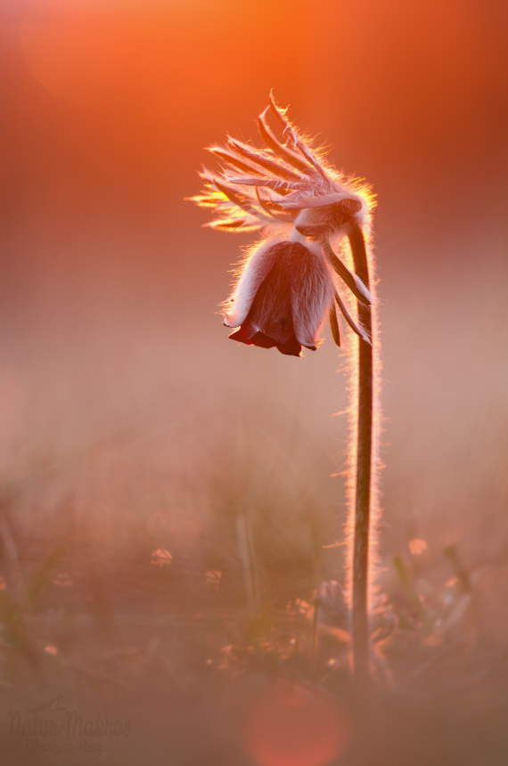 Pulsatilla pratensis