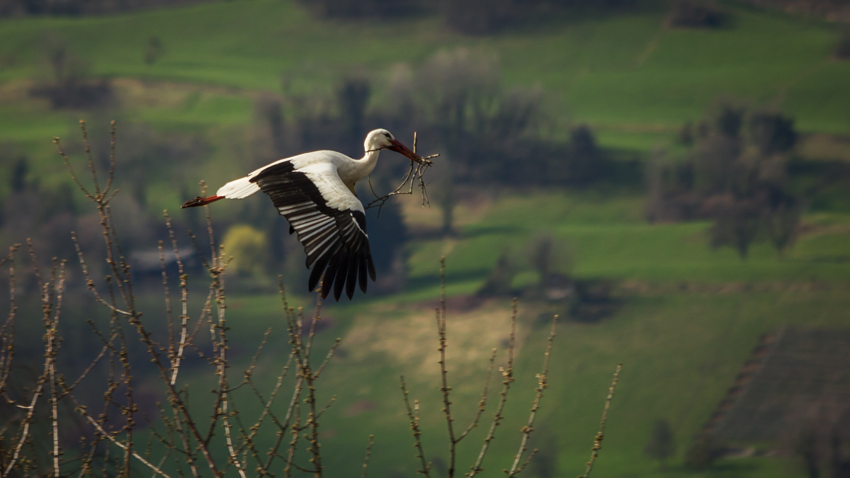 Storch bring doch die Babys?!