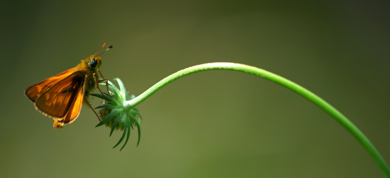 Falter auf Sommerblume