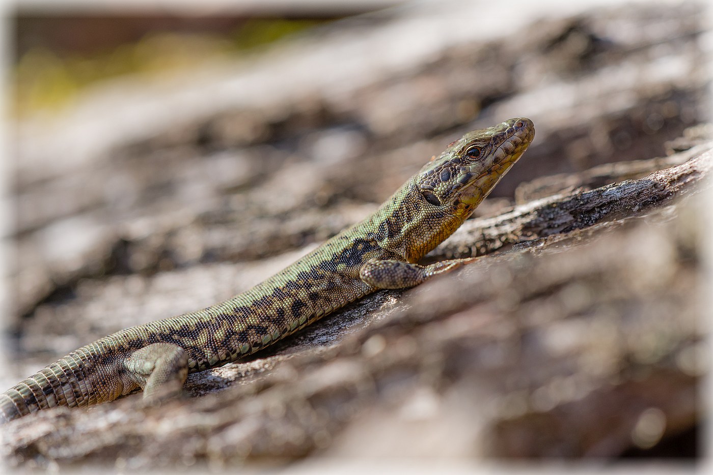 Podarcis muralis