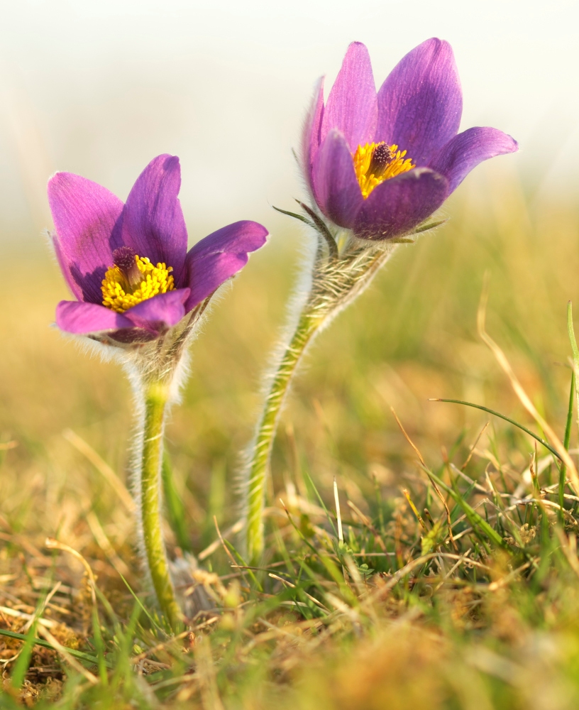 Zwei frische Grazien in der Abendsonne