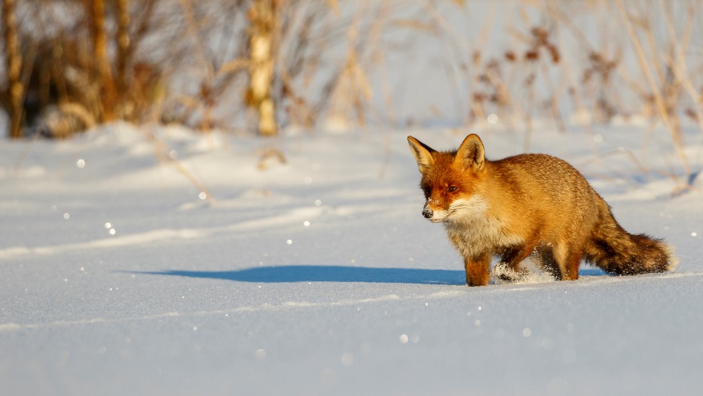 Rotfuchs im letzten Sonnenlicht