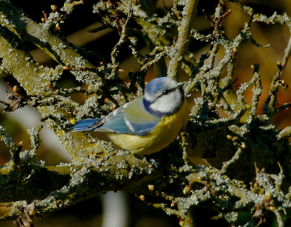 Zwischen Flechten und Knospen