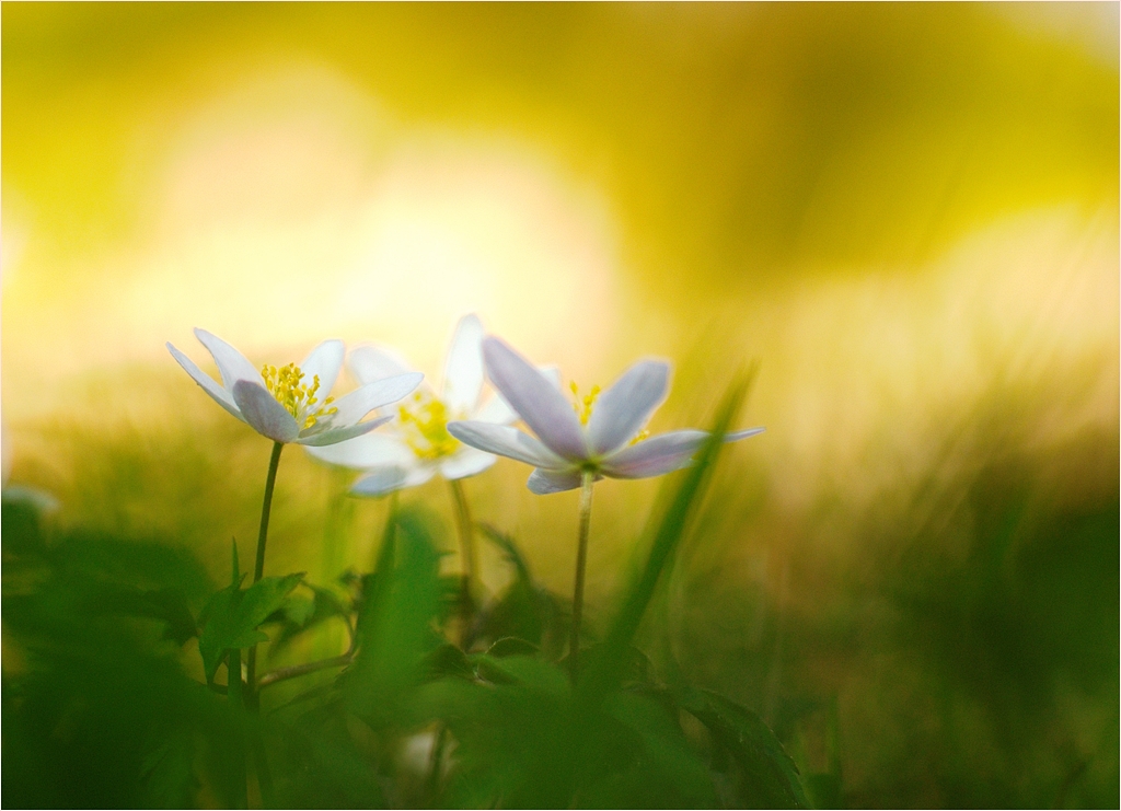 "Der Frühling hat sich eingestellt...