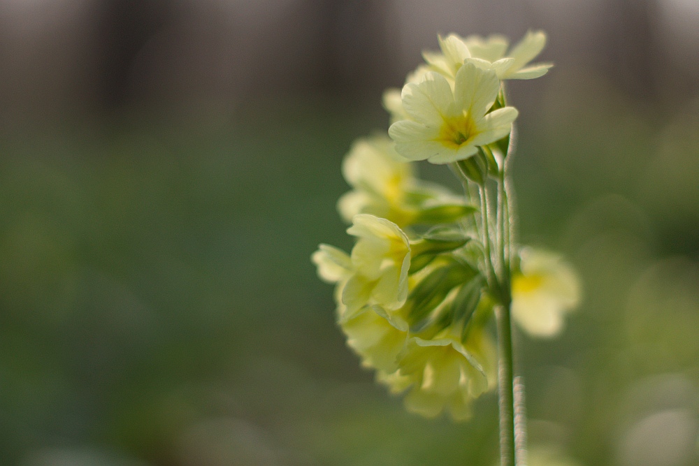 "Schlüssel-(blumen)-Erlebnisse"