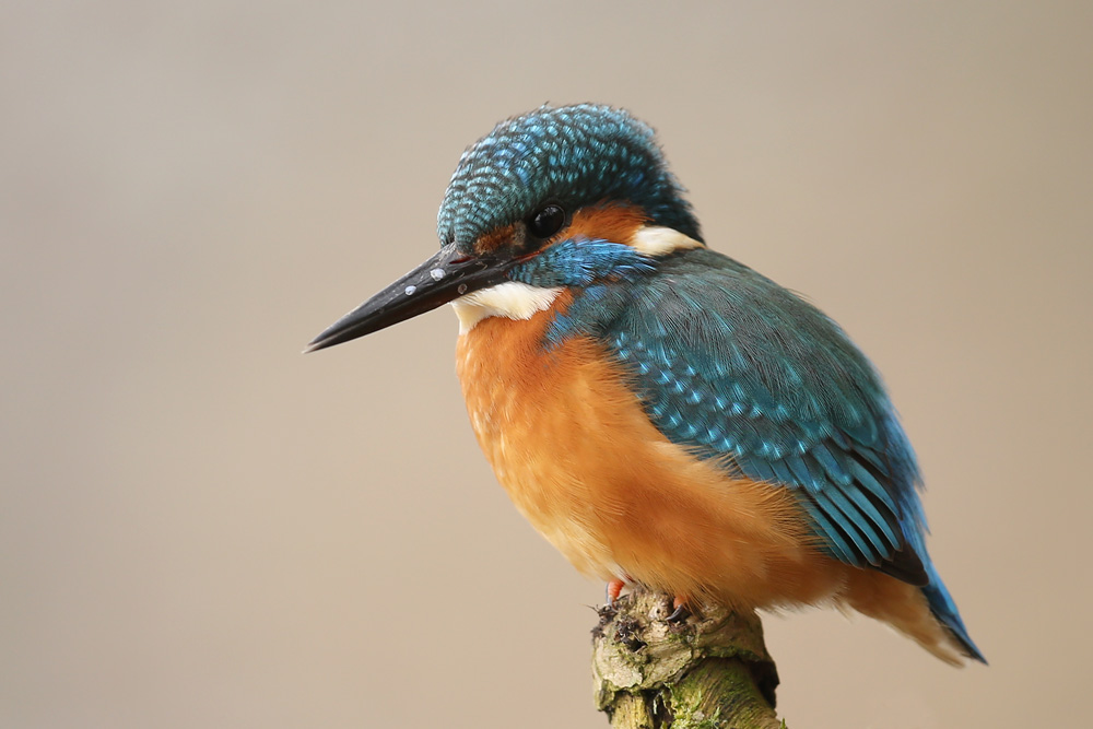 Eisvogel 2017