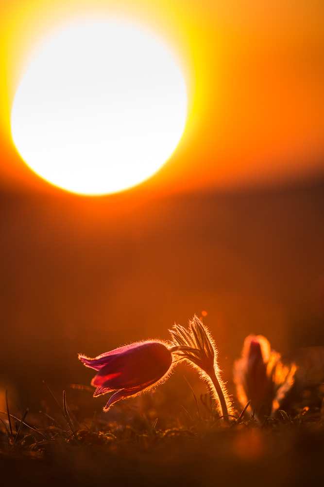 von der Sonne verwöhnt