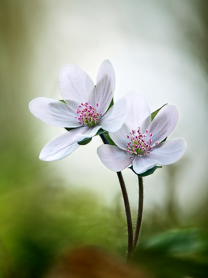 Leberblümchen in Weiss