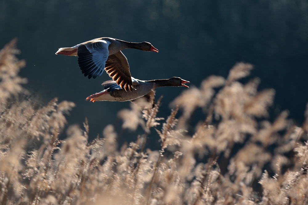 Graugänse im Flug