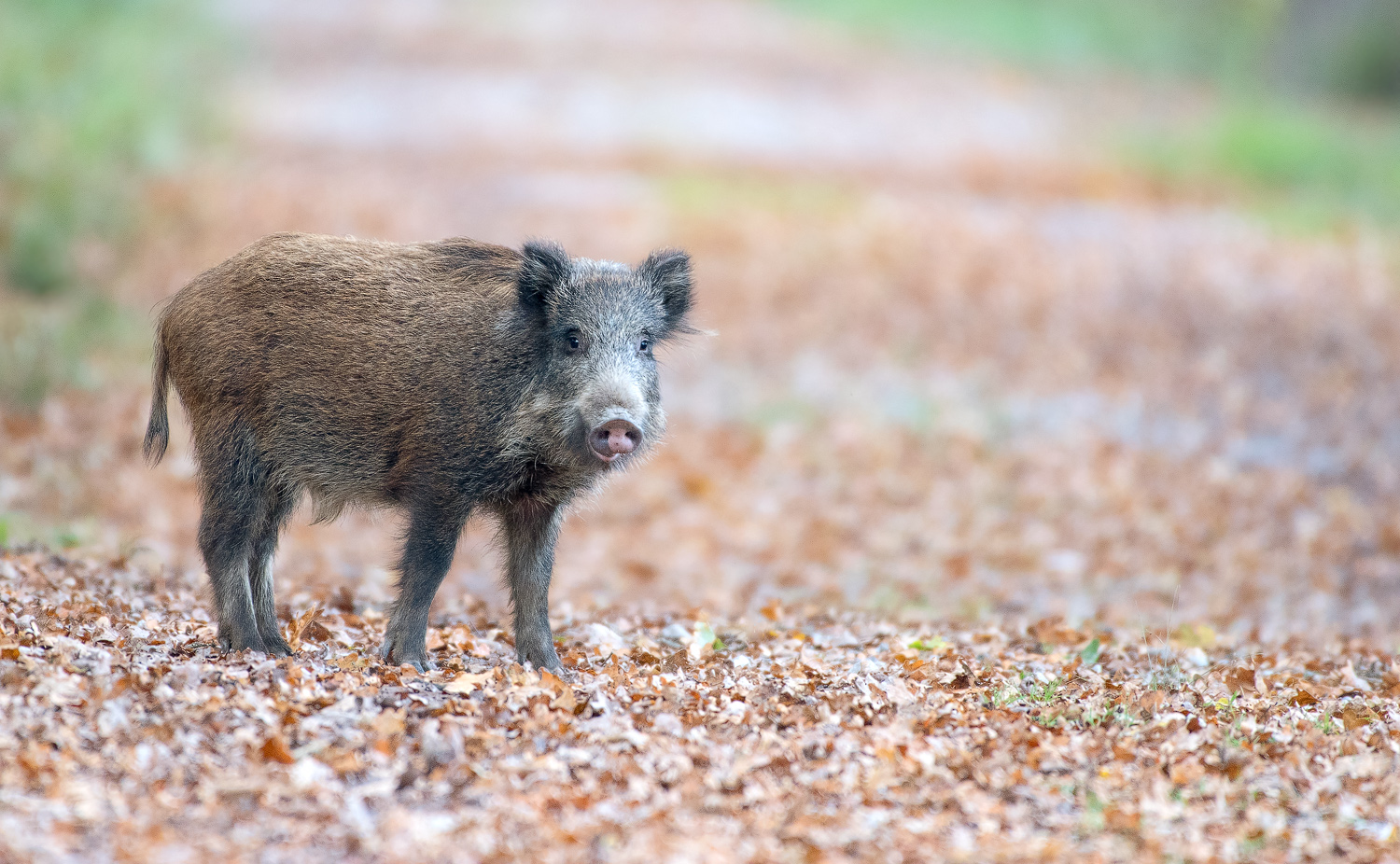 Wildschwein in der Antheringer Au