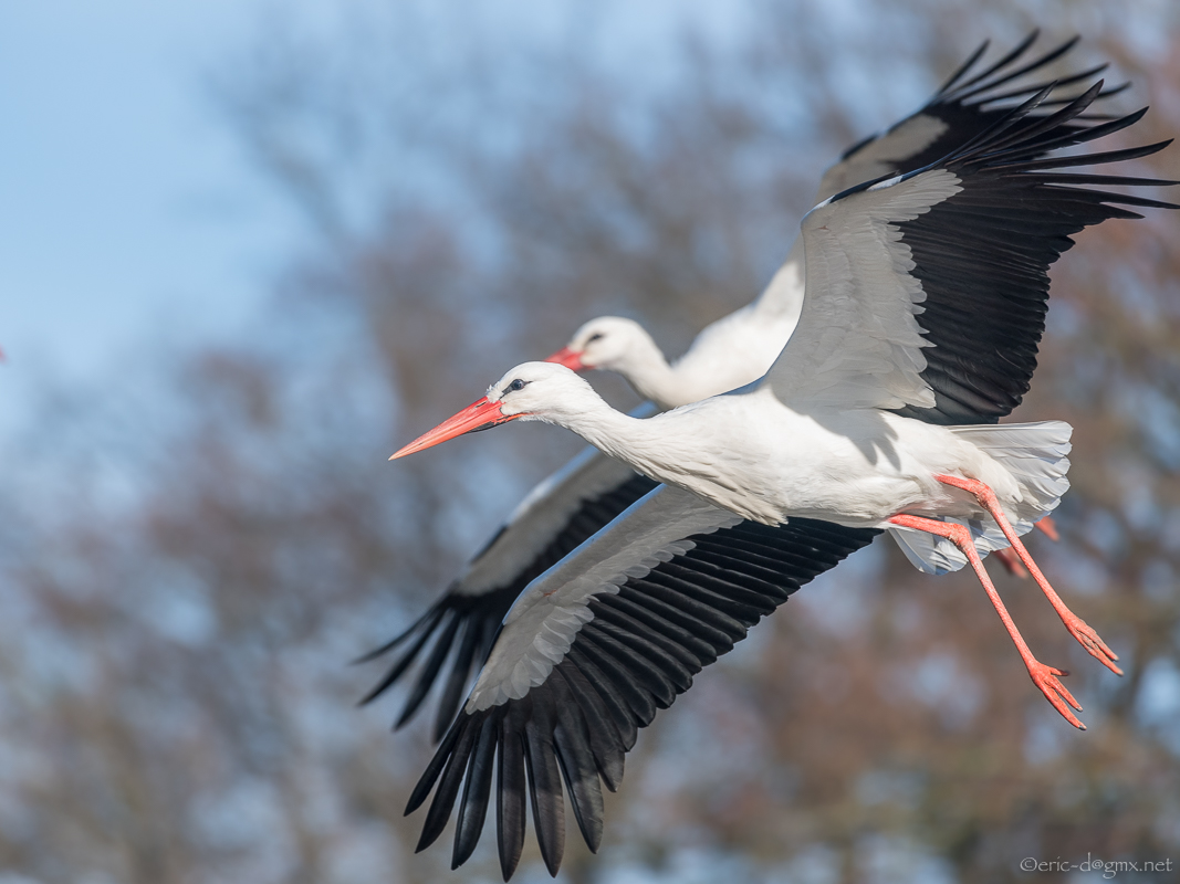 Parallelflug der Klapperstörche