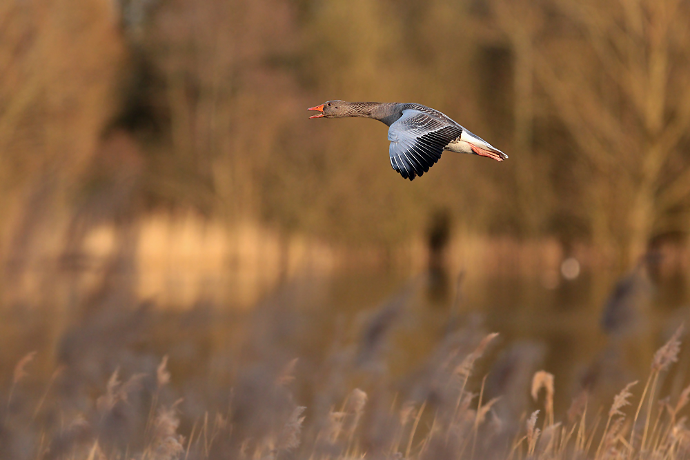 Graugans im Flug