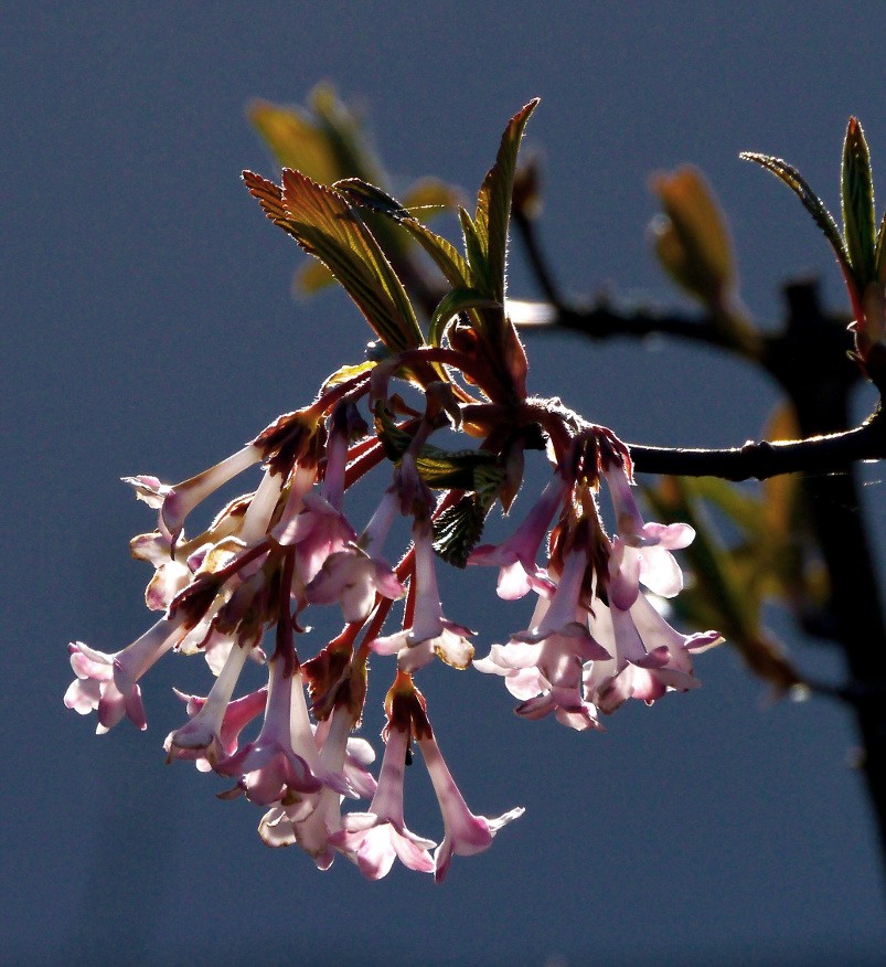 Die Trompeten des Viburnum