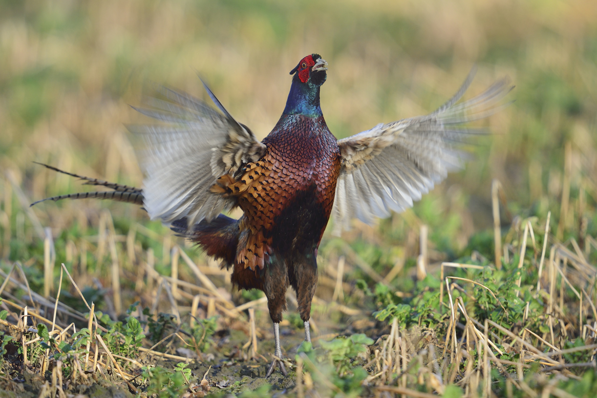 Fasanenhahn (Phasianus colchicus)