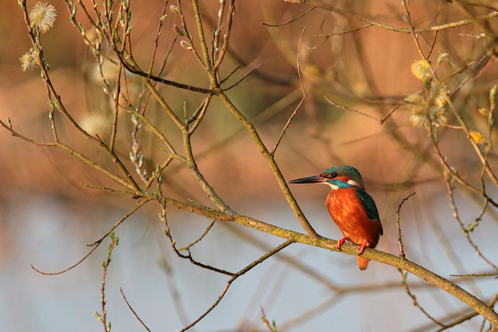 Eisvogel