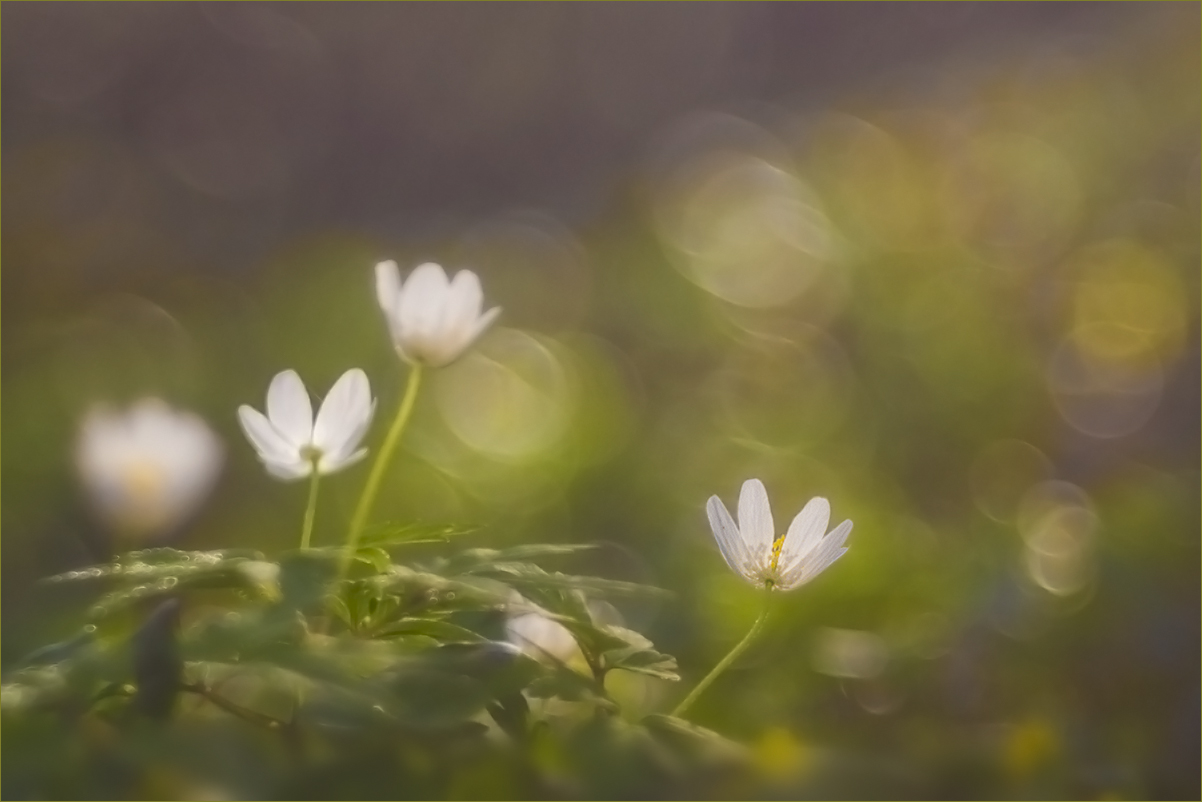 Frühlingsleuchten im Wald