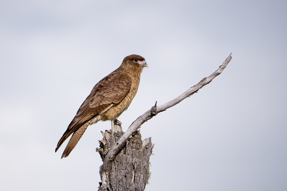 Chimangocaracara