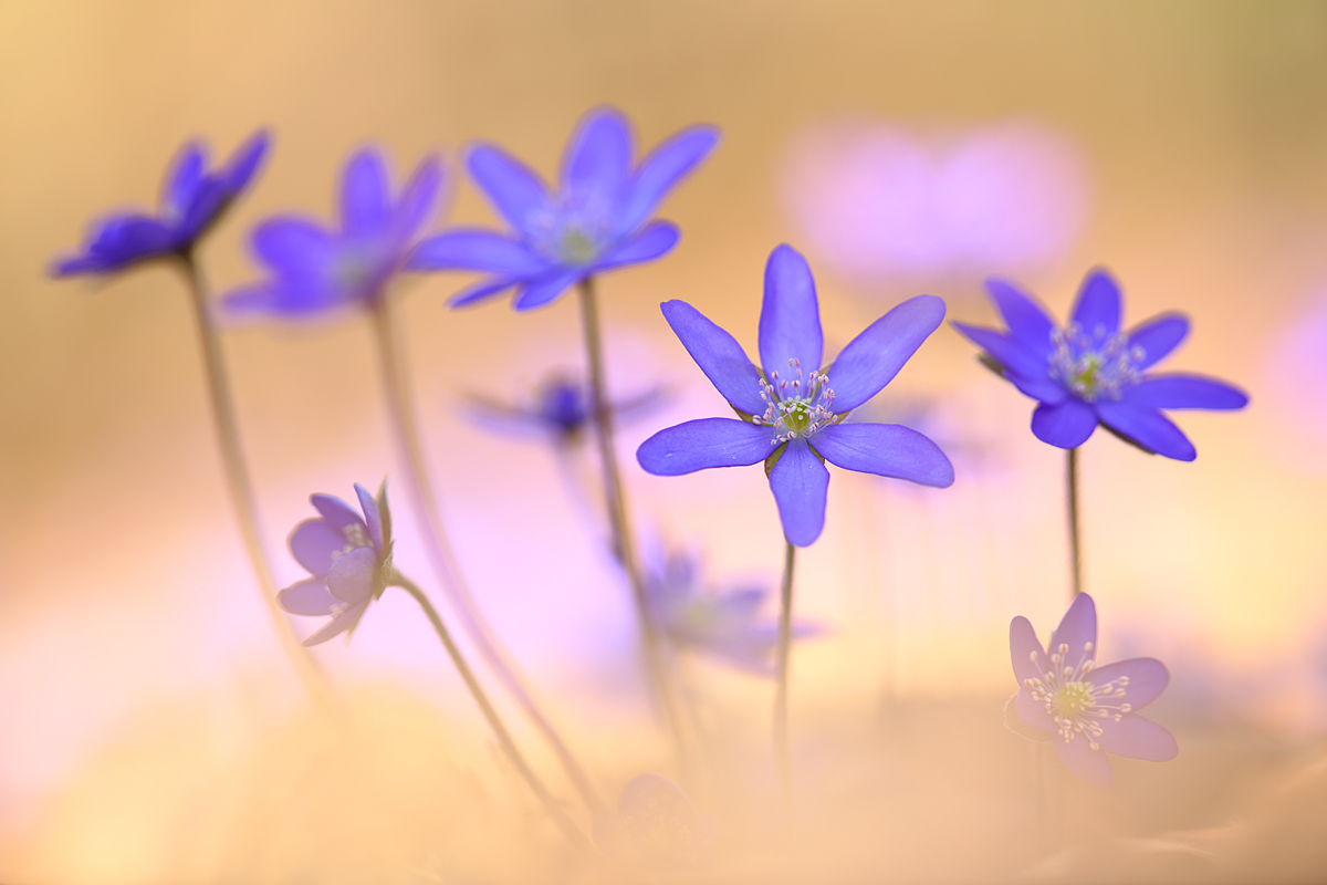 Unter Leberblümchen