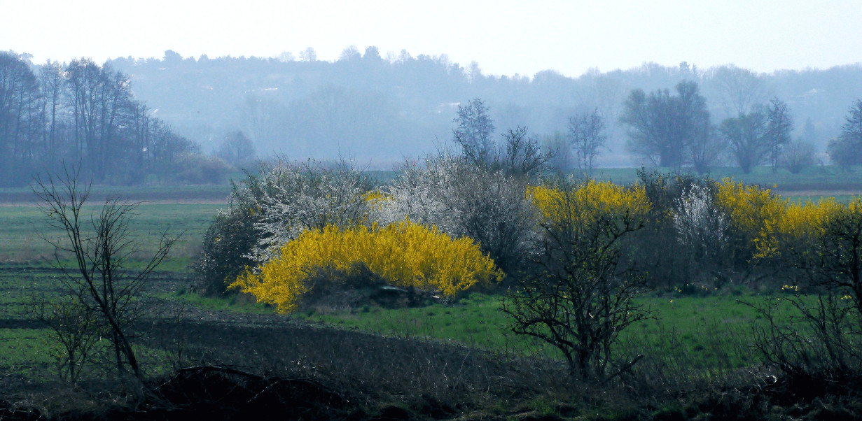 Blühende Frühlingslandschaft ...