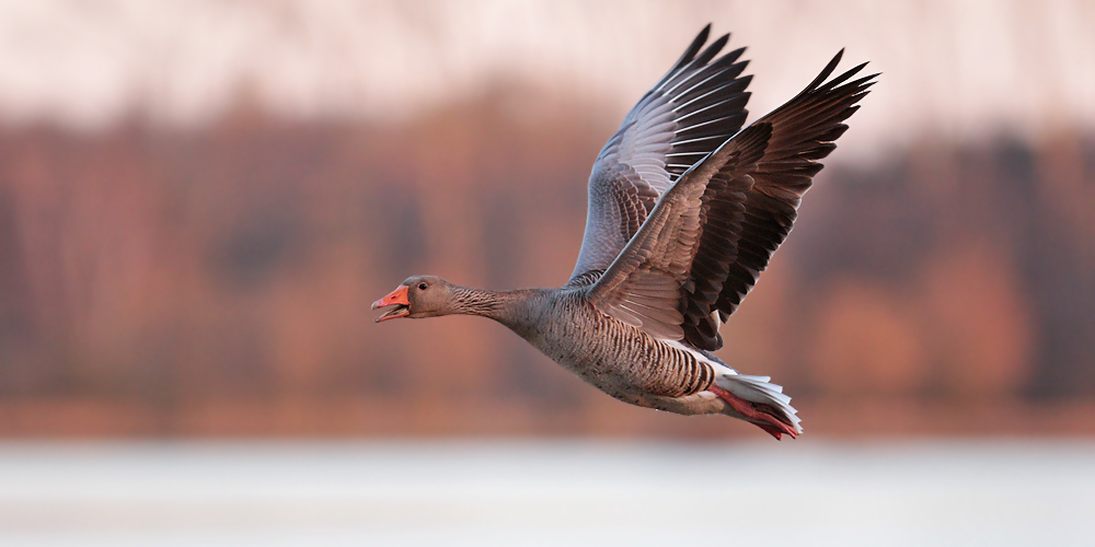 Graugans im Flug