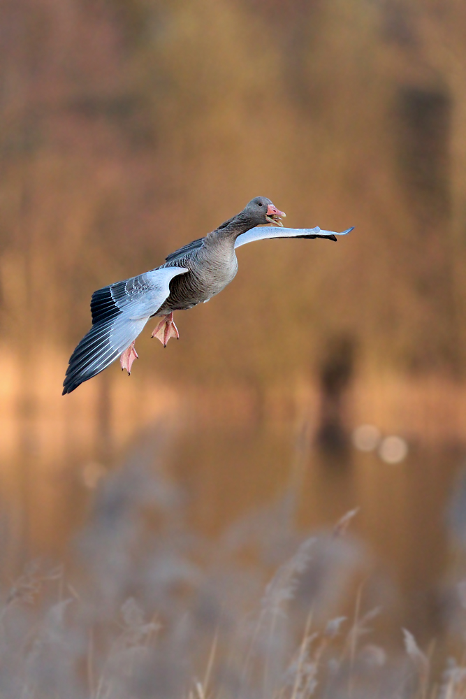 Graugans im Flug